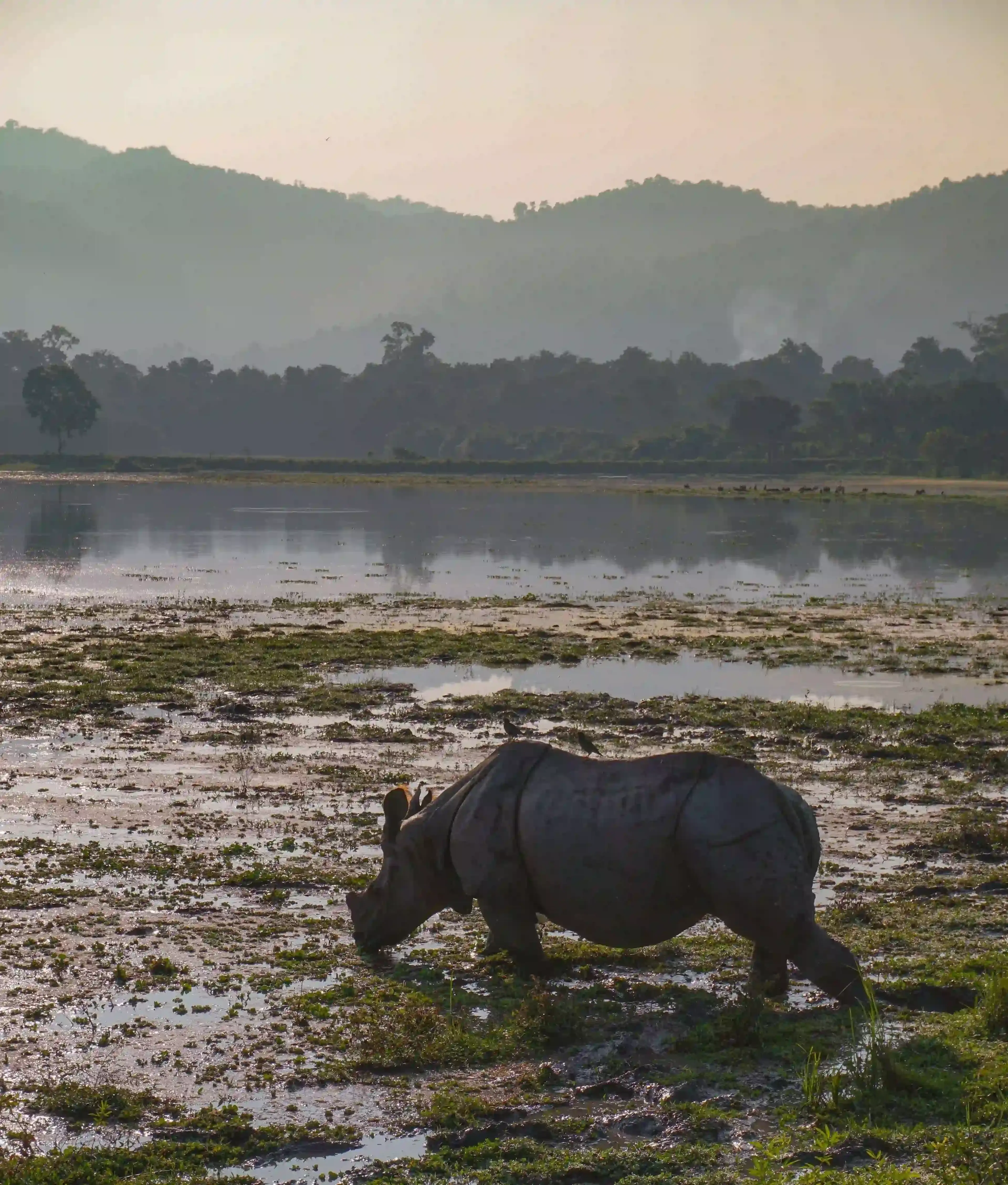 Assam Tour