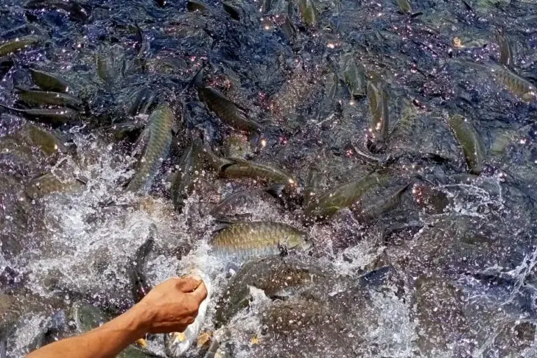 Nengmandal Fish Sanctuary