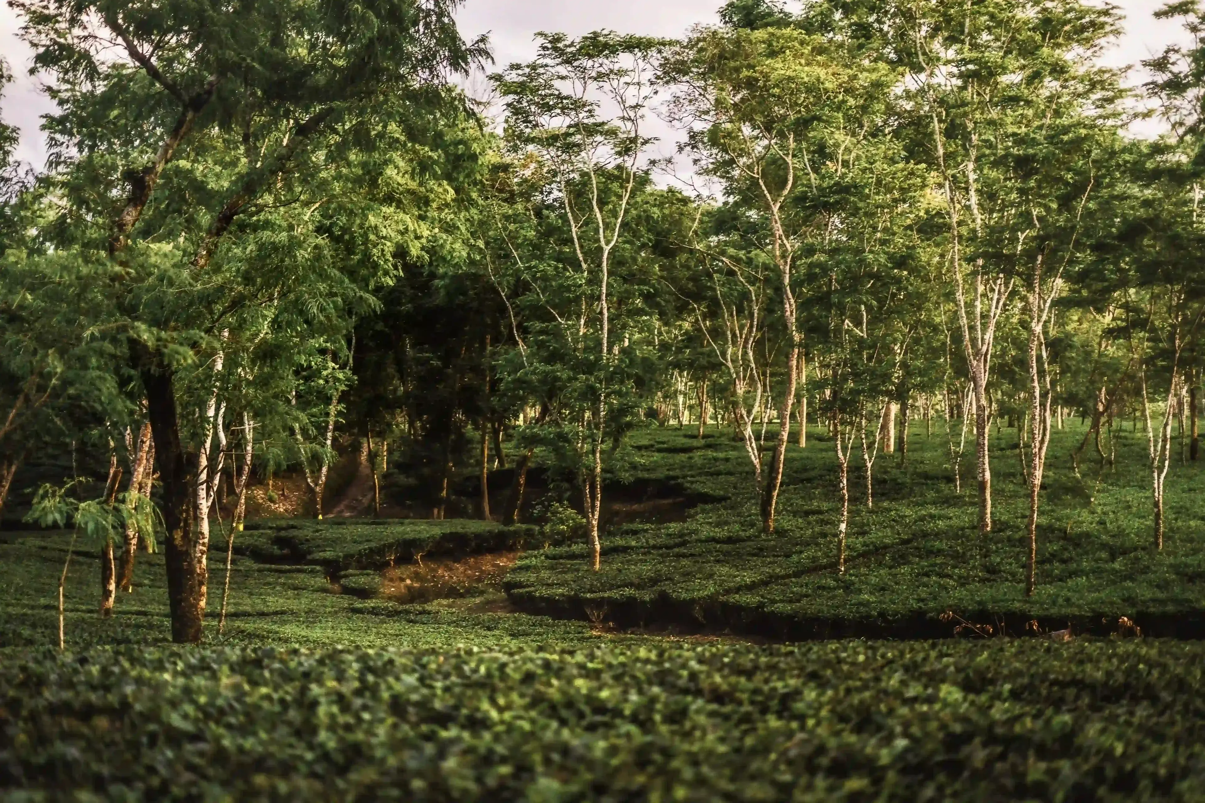 Tea Gardens of Assam